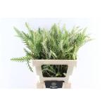 Grevillea Ivanhoe Bronze 50cm tk