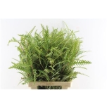 Grevillea Ivanhoe Bronze 60cm tk