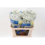 Gypsophila Kipslill Million Star