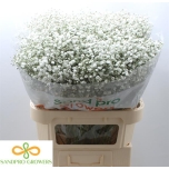 Gypsophila Kipslill Xlence