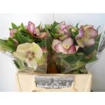 Helleborus Lumeroos Queens Picotee 40cm