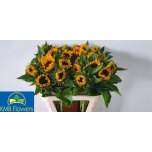 Helianthus Päevalill Sunrich Orange 80cm