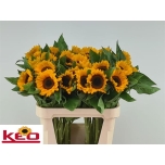 Helianthus Päevalill Sunrich Provenc 80cm