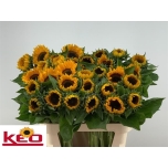 Helianthus Päevalill Sunrich Provenc 80cm