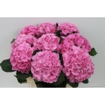 Hydrangea Hortensia Elbtal Pink 80cm