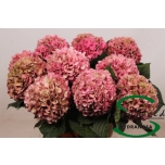 Hydrangea Hortensia Glowing Alps Classic 60cm*5