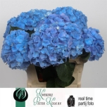Hydrangea Hortensia Hilde Moor Blue 80cm