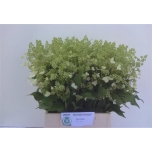 Hydrangea Hortensia Kyushu 50cm*10