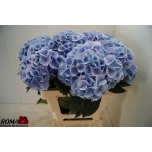 Hydrangea Hortensia Lollipop Blue 60cm*5