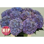 Hydrangea Hortensia Rodeo Classic 60cm