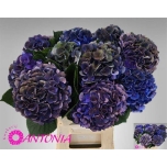 Hydrangea Hortensia Royal King Classic 60cm*5