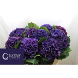 Hydrangea Hortensia Royal King 70cm*5