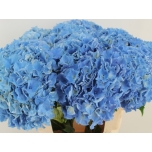 Hydrangea Hortensia Royal Parade 80cm*5