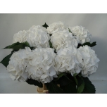 Hydrangea Hortensia Schneeball 65cm*5