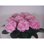 Hydrangea Hortensia Verena 80cm*5