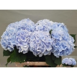 Hydrangea Hortensia Verena Blue 80cm*5
