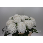 Hydrangea Hortensia White Verena 80cm*5