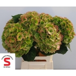 Hydrangea Hortensia Verena Classic 60cm*5