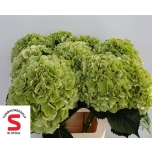 Hydrangea Hortensia Verena Classic 60cm*5