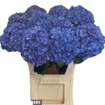 Hydrangea Hortensia Pimpernel 80cm*5