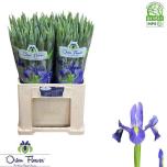 Iris Iiris Prof Blue