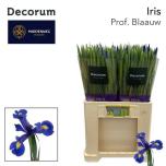 Iris Iiris Prof Blue