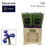 Iris Iiris Prof Blue