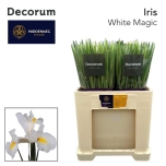 Iris Iiris White Magic