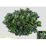 Ilex Iileks Blue Prince 50cm tk