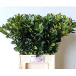 Ilex Iileks Blue Prince 70cm (tk)