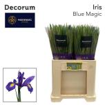 Iris Iiris Blue Magic