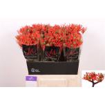 Jatropha Firecracker 40cm