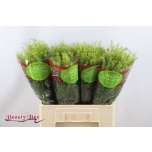 Lepidium Litterhein Green Dragon 60cm