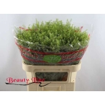 Lepidium Litterhein Green Dragon 70cm