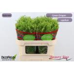 Lepidium Litterhein Green Dragon 70cm