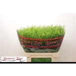 Lepidium Litterhein Green Dragon 80cm