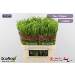 Lepidium Litterhein Green Dragon 80cm