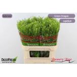 Lepidium Litterhein Green Dragon 80cm