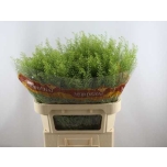 Lepidium Litterhein Green Bell 80cm