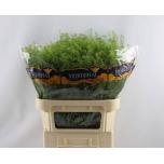 Lepidium Litterhein Green Bell 80cm