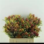 Leucadendron Valgepuu Rubrum 40cm