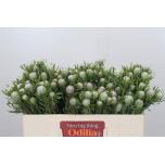 Leucadendron Valgepuu Ayoba Silver Pearl 50cm