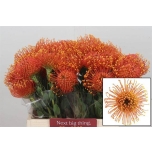 Leucospermum Nõelakera Gold Dust 40cm*10