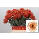 Leucospermum Nõelakera Gold Dust 50cm*10