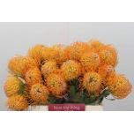 Leucospermum Nõelakera Jelena 40cm*10