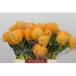 Leucospermum Nõelakera Jelena 40cm*10