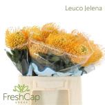 Leucospermum Nõelakera Jelena 40cm*10