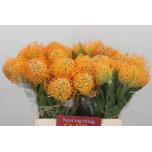 Leucospermum Nõelakera Jelena 40cm*10