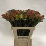 Leucadendron Valgepuu Mountain Rose 60cm