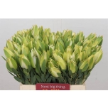 Leucadendron 40cm Procerum